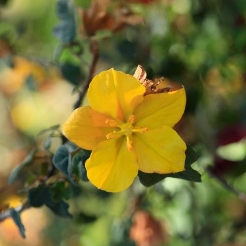 Plant Diversity and Endemism in the California Floristic Province